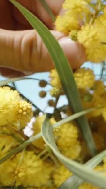 Egy Közeli Kép Egy Mimosa Ágról Kezemben Egy Fényes Sárga — Stock videók
