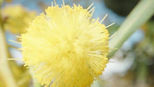 Flauschige Gelbe Kugel Einer Mimosenblume Ein Strauch Auf Blauem Himmelshintergrund — Stockvideo