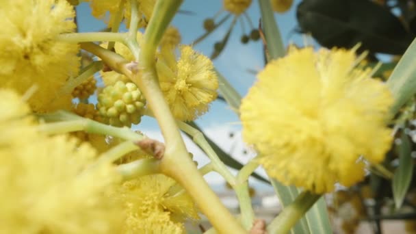 Pelotas Amarillas Esponjosas Una Flor Mimosa Arbusto Sobre Fondo Azul — Vídeo de stock