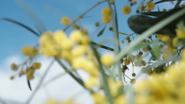 Kwitnący Krzak Mimosa Tle Błękitnego Nieba Ostrość Przesuwa Się Pierwszy — Wideo stockowe