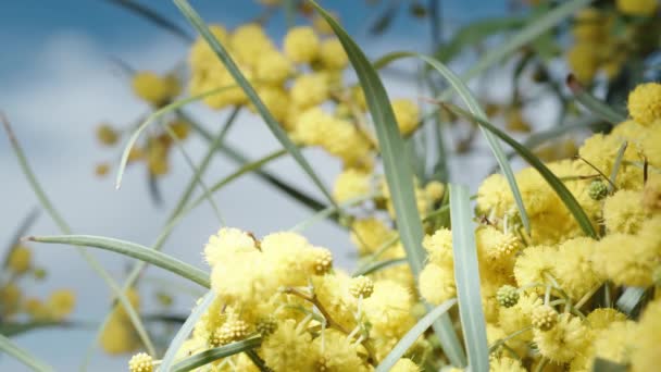 Krzew Kwitnącej Żółtej Mimozy Przeciw Błękitnemu Niebu Kołyszący Się Wietrze — Wideo stockowe