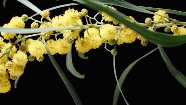 Una Ramita Flores Amarillas Mimosa Sobre Fondo Negro Primer Plano — Vídeos de Stock