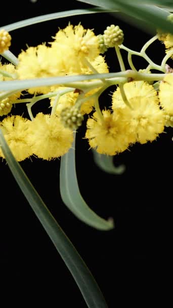 Een Takje Yellow Mimosa Bloemen Een Zwarte Achtergrond Close Schuifregelaar — Stockvideo
