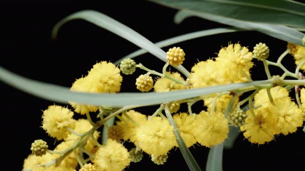 Żółte Okrągłe Puszyste Kwiaty Mimosa Czarnym Tle Zbliżenie Suwak — Wideo stockowe