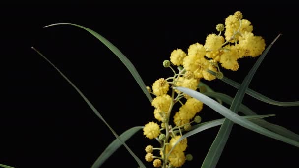 Ramură Mimosa Flori Galbene Rotește Fundal Negru Apropiere — Videoclip de stoc