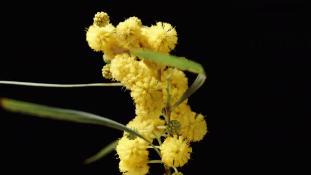 Een Mimosa Tak Met Gele Bloemen Draait Een Zwarte Achtergrond — Stockvideo