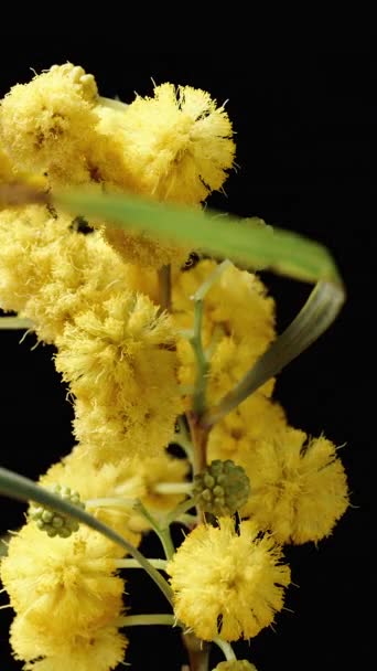 Een Mimosa Tak Met Gele Bloemen Draait Een Zwarte Achtergrond — Stockvideo
