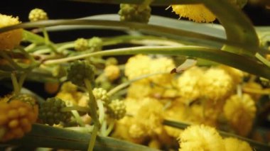 Kamera sarı mimoza çiçeklerinin dalları boyunca kayar ve onların içinde. Dolly kaydırıcı aşırı yakın çekim.