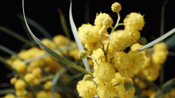 Gałąź Mimozy Żółtymi Kwiatami Obraca Się Czarnym Tle Reszta Kwiatów — Wideo stockowe