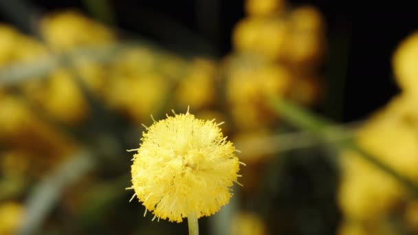 Mały Puszysty Piłka Kwiat Mimosa Obraca Się Tle Innych Kwiatów — Wideo stockowe
