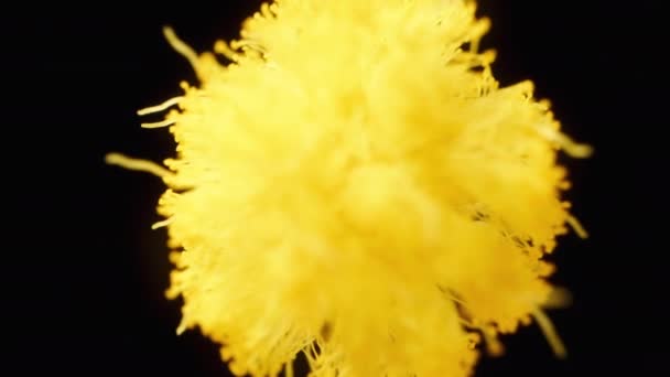 Una Bola Pequeña Esponjosa Una Flor Mimosa Gira Sobre Fondo — Vídeos de Stock
