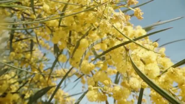 Camera Makes Its Way Branches Yellow Mimosa Flowers Dolly Macro — Stock Video