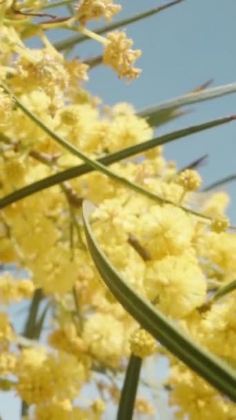 Fotocamera Strada Tra Rami Dei Fiori Gialli Mimosa Dolly Macro — Video Stock