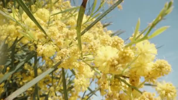 Ein Zweig Mit Gelben Mimosa Blüten Wiegt Sich Wind Gegen — Stockvideo