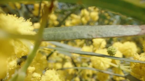Przez Puszyste Kwiaty Mimosa Aparat Przesuwa Się Tyłu Suwak Makro — Wideo stockowe