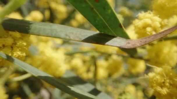 Suwak Krzaku Kwiatami Mimosa Makro — Wideo stockowe