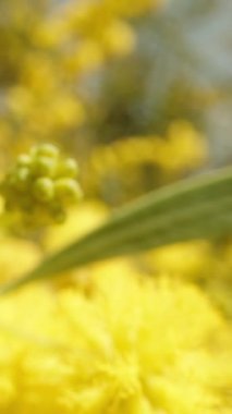 Kamera Mimosa çiçekleriyle yavaşça bir dal boyunca geriye kayar. Makro. Dikey video.