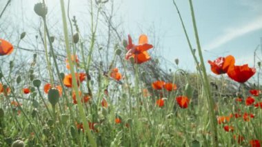 Kırmızı gelincik çiçekleri olan bir açıklık. Güneş ve mavi gökyüzünün arka planına karşı. Dolly kaydırıcı aşırı yakın çekim.