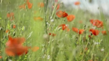 Kırmızı çiçekli haşhaş tarlasının yakın plan görüntüsü..