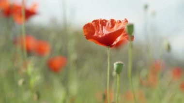 Haşhaş tarlasında kırmızı bir çiçek. Güneş ve mavi gökyüzünün arka planında. Yakın plan..