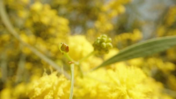 Caméra Glisse Lentement Long Une Branche Avec Des Fleurs Mimosa — Video