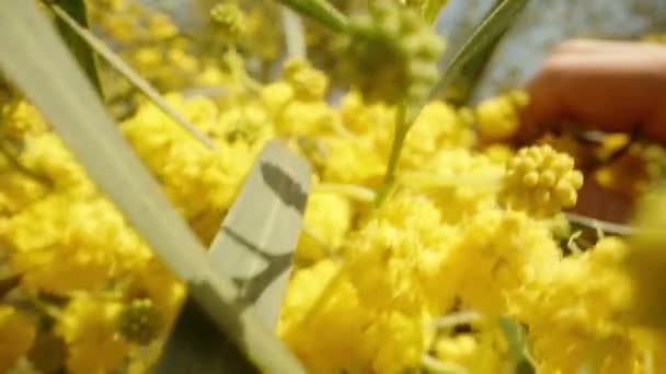 Egy Sárga Mimóza Virágokkal Egy Ágat Tartok Kezemben Egy Közeli — Stock videók