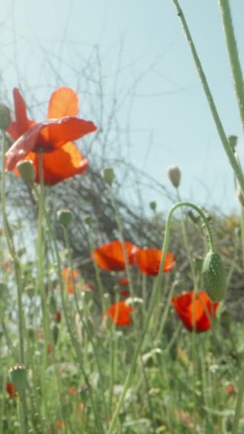 Polana Czerwonymi Kwiatami Maku Tle Słońca Błękitnego Nieba Dolly Suwak — Wideo stockowe