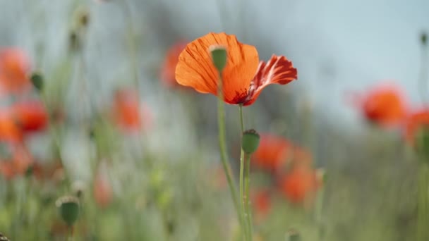 Clearing Red Poppy Flowers Petals Glistening Sun Close — Stock Video