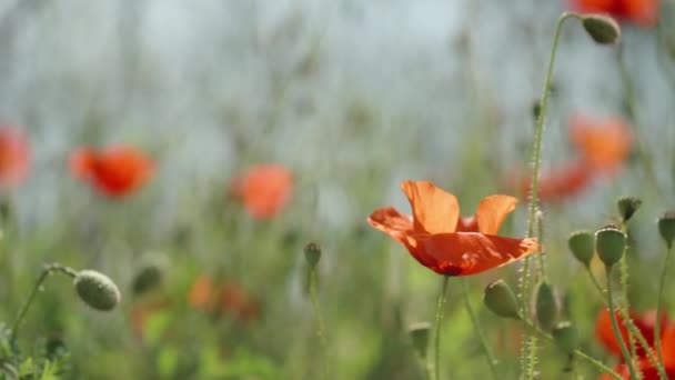 Panorama Van Een Open Plek Met Rode Papaver Bloemen Een — Stockvideo
