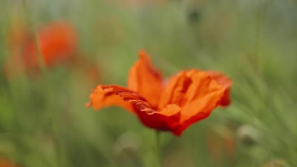 Prairie Ensoleillée Avec Des Fleurs Pavot Rouge Une Vue Rapprochée — Video