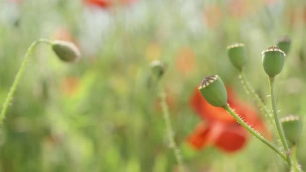 Коробки Насіння Більше Червоних Макових Квітів Полі Фокус Зміщується Задньому — стокове відео