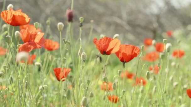 Clearing Red Poppy Flowers Close — Stock Video