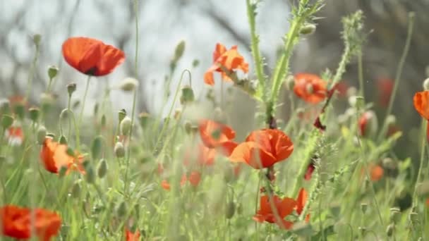 Panorama Van Een Groene Weide Met Rode Papaver Bloemen Close — Stockvideo