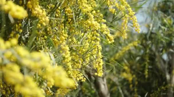 Κλαδιά Καλυμμένα Κίτρινα Λουλούδια Μιμόζας Ταλαντεύονται Στον Άνεμο Από Κοντά — Αρχείο Βίντεο