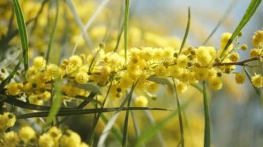 Sarı Mimosa çiçekli bir dal, mavi gökyüzü arka planında, Macro, kay