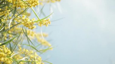 Mavi gökyüzü ve parlak sarı çiçekli Mimosa ağacı