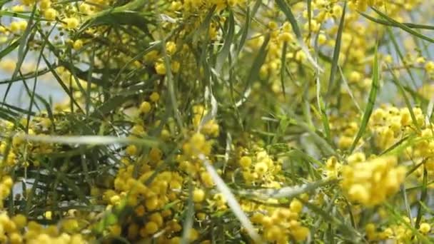 Panorama Spodu Drzewa Mimozy Żółtymi Kwiatami Tle Błękitnego Nieba — Wideo stockowe