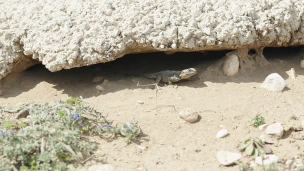 Ящерица Выбегает Камня Греться Песке Солнцем — стоковое видео