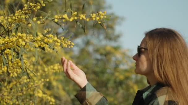 若い女性が黄色いアカシアの花の泉に近づき それに触れ 花は崩壊する ブルースカイ 晴れた — ストック動画