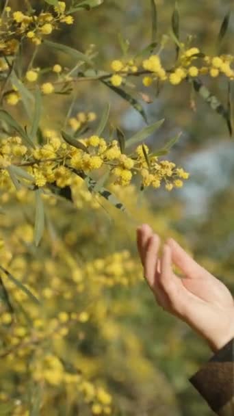 Uma Jovem Aproxima Ramo Flores Amarelas Acacia Pycnantha Toca Nele — Vídeo de Stock
