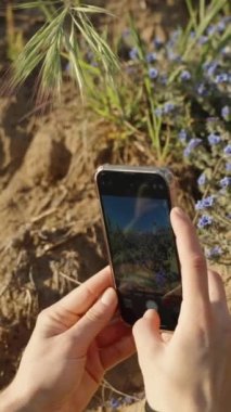 Dikey video. Bir kadın telefonunda küçük mavi çiçeklerin fotoğraflarını çekiyor..