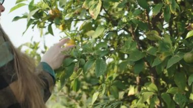 Bir kadın mandalina çalılığına doğru yürür ve küçük bir portakal mandalinası koklar.