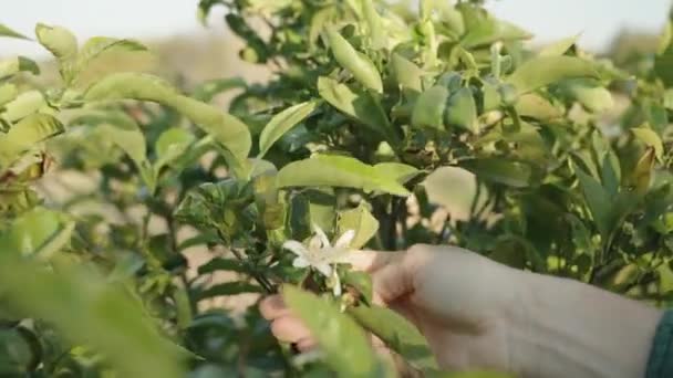 Une Main Femme Examine Buisson Mandarine Des Fleurs Blanches Des — Video