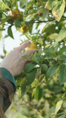 Dikey video. Bir kadın mandalina çalılığına doğru yürür ve küçük bir portakal mandalinası koklar..