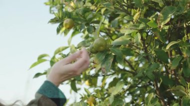 Bir kadın çalılara doğru yürür ve küçük yeşil bir mandalina koklar.