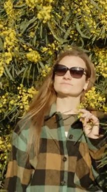 Dikey video. Genç bir kadın sarı Acacia pycnantha çiçeklerinin arka planında poz veriyor.