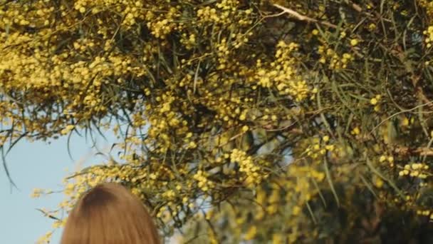 Μια Νεαρή Γυναίκα Πλησιάζει Ένα Δέντρο Acacia Pycnantha Φτάνει Ένα — Αρχείο Βίντεο
