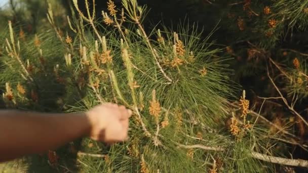 Kvinnas Hand Plockar Unga Kottar Från Julgran Närbild Gult Solljus — Stockvideo