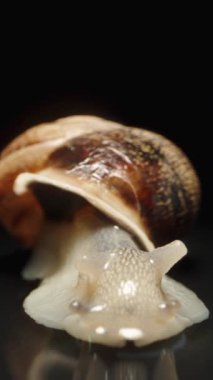 Siyah bir arka planda salyangoz, dokunaçlarını ve gözlerini yavaşça vücuttan çekiyor, yakından. Dikey video.