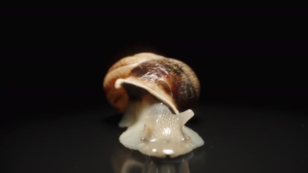 Snail Black Background Slowly Pulling Its Tentacles Eyes Out Body — Stock Video